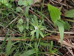 Image result for Oldenlandia lancifolia