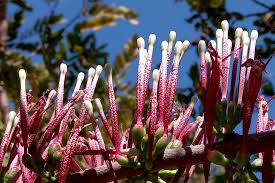 Image result for Tapinanthus