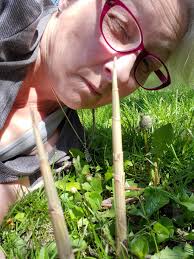 Has anyone north of Indy grown bamboo outdoors?