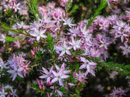 Image result for Tetragonia calycina