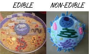 A student might get confused if the teacher can't explain well on. How To Create 3d Plant Cell And Animal Cell Models For Science Class Owlcation