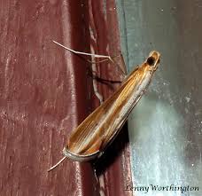 Image result for Euclasta