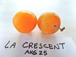 20% off all items · same day delivery · from $19.99 La Crescent Hybrid Plum Fedco Trees