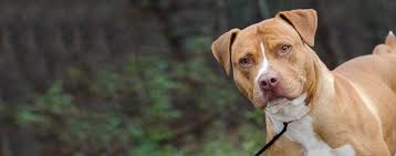 Probably no other dog breed has such a tarnished opinion as as for its size, amstaff is a very strong dog, moreover, agile, heavily muscled and stocky with a large, broad head. American Staffordshire Terrier Dog Breed Facts And Information Wag Dog Walking