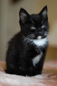 Black And White Kitty Names Tuxedo Cat Names Perfect Choice Cute Cats Cute Animals Cats And Kittens