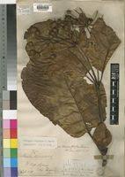 Image result for Mitragyna stipulosa