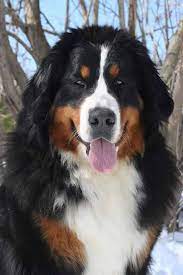 Bernese Mountain Dog Most Gorgeous Dog Ever Bernese Mountain Dog Burmese Mountain Dogs Bernese Dog