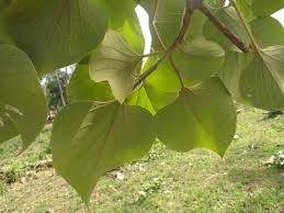 Gmelina, yemane, kashmir tree, white teak (en). Gmelina Arborea Roxb Ex Sm Species India Biodiversity Portal