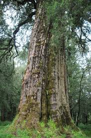 Image result for Streptocarpus milanjianus