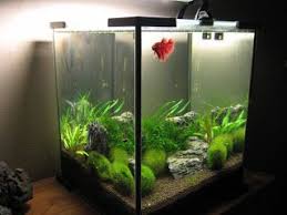 My Aquarium Scapes 20 Liters Nano Cube Aquarium Fish Tank Aquarium Fish Tank