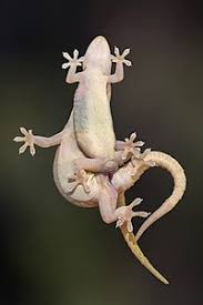 Sexual Reproduction Wikipedia