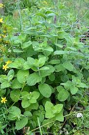 Image result for Melissa officinalis