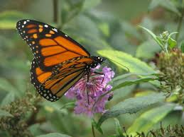 There are two ways to get butterflies in your gardens, provide nectar to eat and/or give them a we are also planning on creating a butterfly feeder by taking a small jar and drilling a hole in the top. Butterfly Garden Plan Lovetoknow