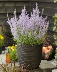 Image result for Perovskia atriplicifolia lacey blue lisslitt photo