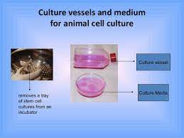 Maybe you would like to learn more about one of these? Presentation On Cell Line By Shakira 2
