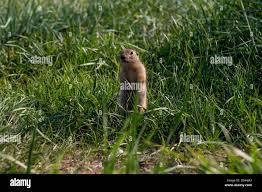 Le petit rongeur, de la famille des écureuils, se tient comme un poste sur  ses pattes arrière, parmi lherbe verte dans lhabitat naturel de la nature  sauvage en été Photo Stock -