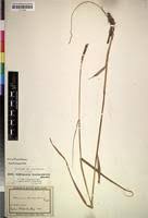 Image result for Ischaemum afrum