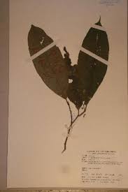 Image result for Rinorea angustifolia