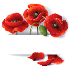 Pin By Halin K On Fony Cvetochnye 2 Flower Backgrounds Poppy Flower Red Poppies