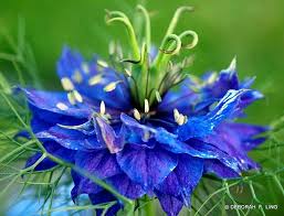 Pin On Flowers