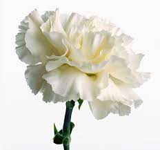 White Carnation Carnation Flower Pictures Carnation Flower White Carnation