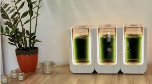 Attendez le lendemain avant de faire quoique ce soit de plus. Cultiver Sa Spiruline Dans Sa Cuisine C Est Desormais Possible Bio A La Une