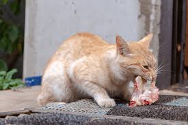 We as humans eat many different kinds of foods and sometimes we like to give a disclaimer: What Human Foods Cats Can Eat What Foods Not Eat Catpeaks