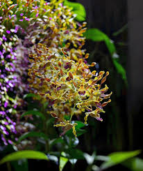 Image result for Habenaria bequaertii