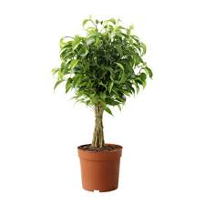 Ficus Benjamina Natasja Planta Ficus Benjamina Natasia Ikea Figueira Plantas De Folhagem Plantas