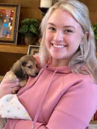 English Cream Miniature Dachshund Puppies