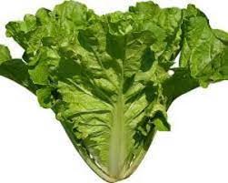 Wong choy suppliers in Klang Valley