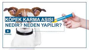 kopek asilari takvimi ve fiyatlari 2021 umraniye veteriner
