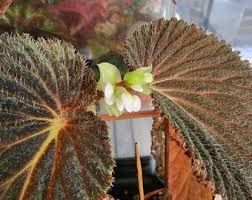 Image result for Begonia ciliobracteata