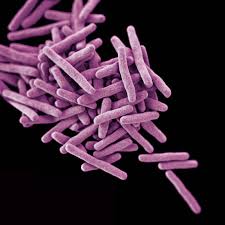 Acid Fast Bacillus Afb Testing Lab Tests Online