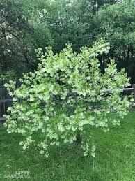 Very small, but surrounded by 4 large white (occasionally pink) bracts, 2 inches in diameter. Flowering Trees For Home Gardens 21 Beautiful Choices
