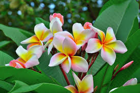 Frangipani Uberwintern Darauf Mussen Sie Achten Pflanzenwelt Blumen Pflanzen Pflanzen