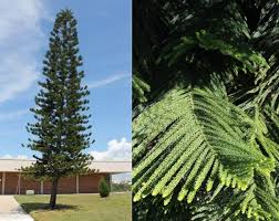 These trees are also ideal because they offer welcome shade from the hot sun. Enh1247 Ep508 Ten Common Conifers Of The Tampa Bay Area