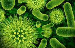 Imagini pentru bacterii imagini