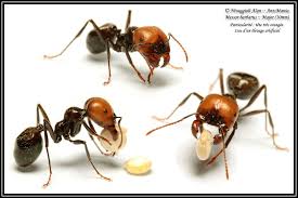 Fourmis Photos Antsmania Fourmis Art D Insecte Insectes