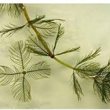Image result for Myriophyllum spicatum