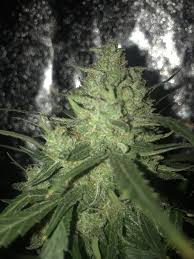 Here we have reviewed a few best led grow light for 2×4 grow tent, i hope it will help you to choose the best light. 2x4 Led Lighting Recommendation Thcfarmer Cannabis Cultivation Network