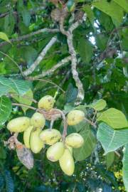 Image result for Canarium schweinfurthii