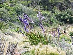 Image result for Aristea