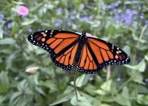 Flower Picking: Sunflowers, Zinnias and More