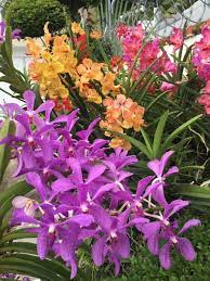 Cattleya Elongata The Cattleya With The Elongated Stalk Is An Orchid Species In The Genus Cattleya Endemic To The Campo Rupest Flowers Trees To Plant Orchids