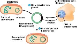 Cloning Biochemistry Medbullets Step 1