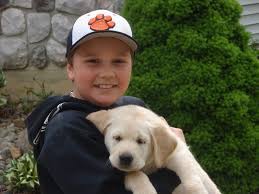 Welcome to greenfield puppies' new york puppies for sale page. Akc English Labrador Puppies For Sale In Allegan Mi 269 512 2528 English Lab Puppy Allegan Mi Is Close To Plainwell Otsego Grand Rapids Holland Hamilton Flint Detroit Paw Paw Indiana Il