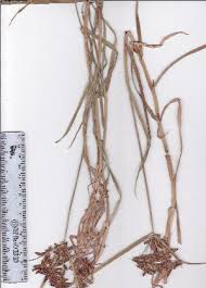 Image result for Pycreus