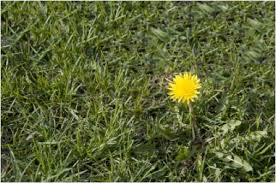 An american writer living in st. Blog Don Felan S Lawn America