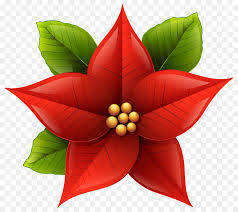 Revisa la flor de la ponsettia que son las pequeñas florecitas amarillitas en el centro de las brácteas rojas y que no este muy florecida. La Flor De Pascua La Navidad Flor Imagen Png Imagen Transparente Descarga Gratuita